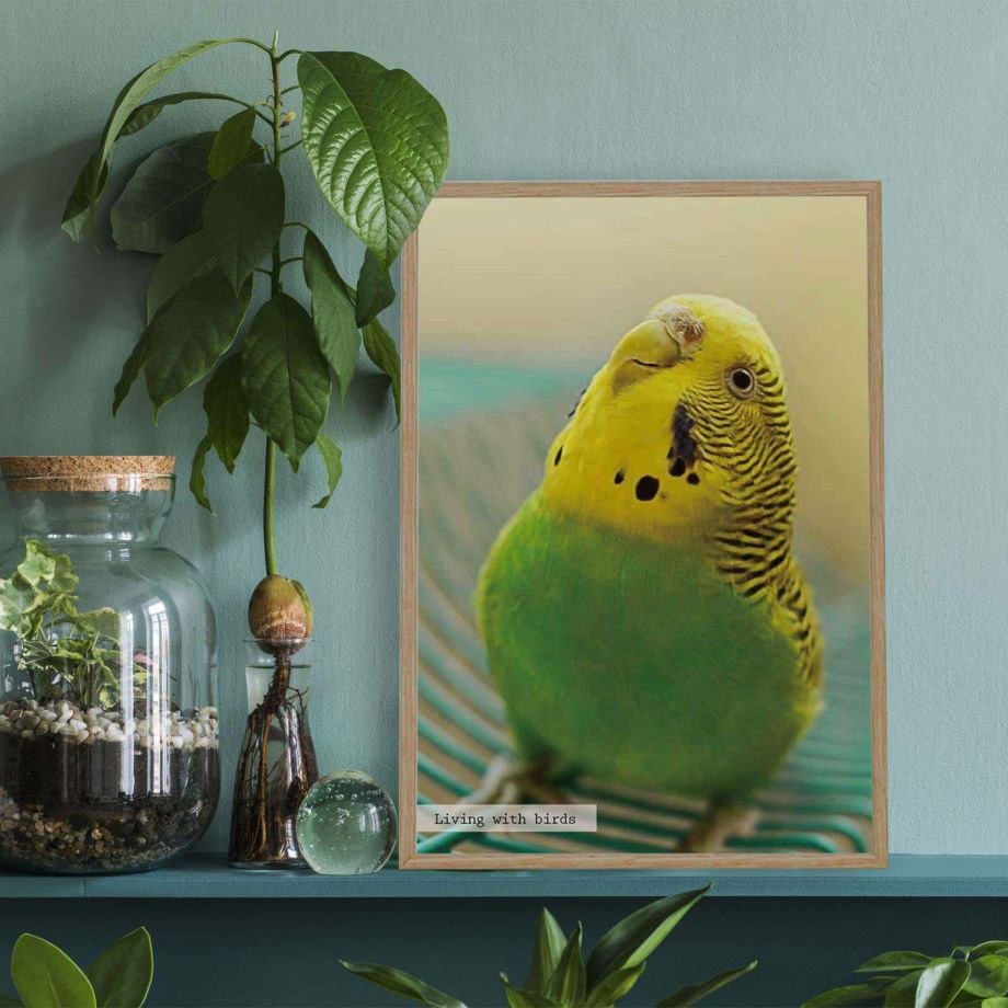 インコやペットの鳥のお写真で作る鳥好きのためのインテリアポスターを飾ったイメージ