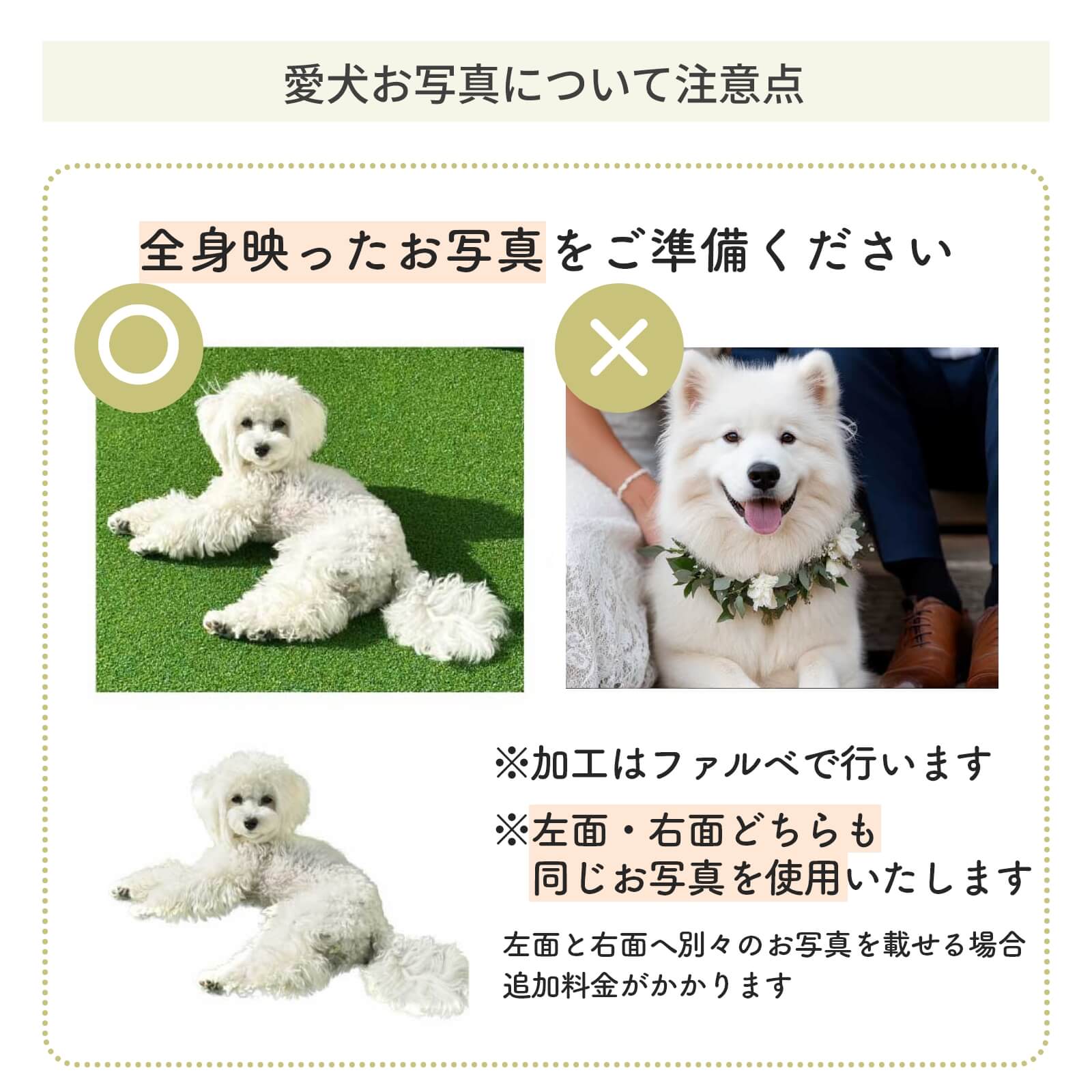 愛犬お写真について注意点