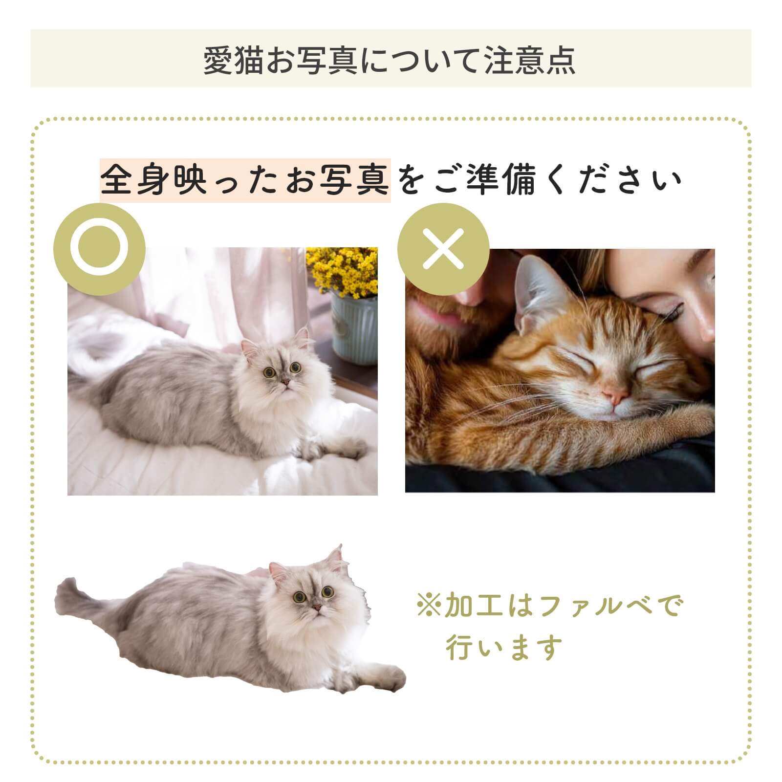 愛猫お写真について注意点